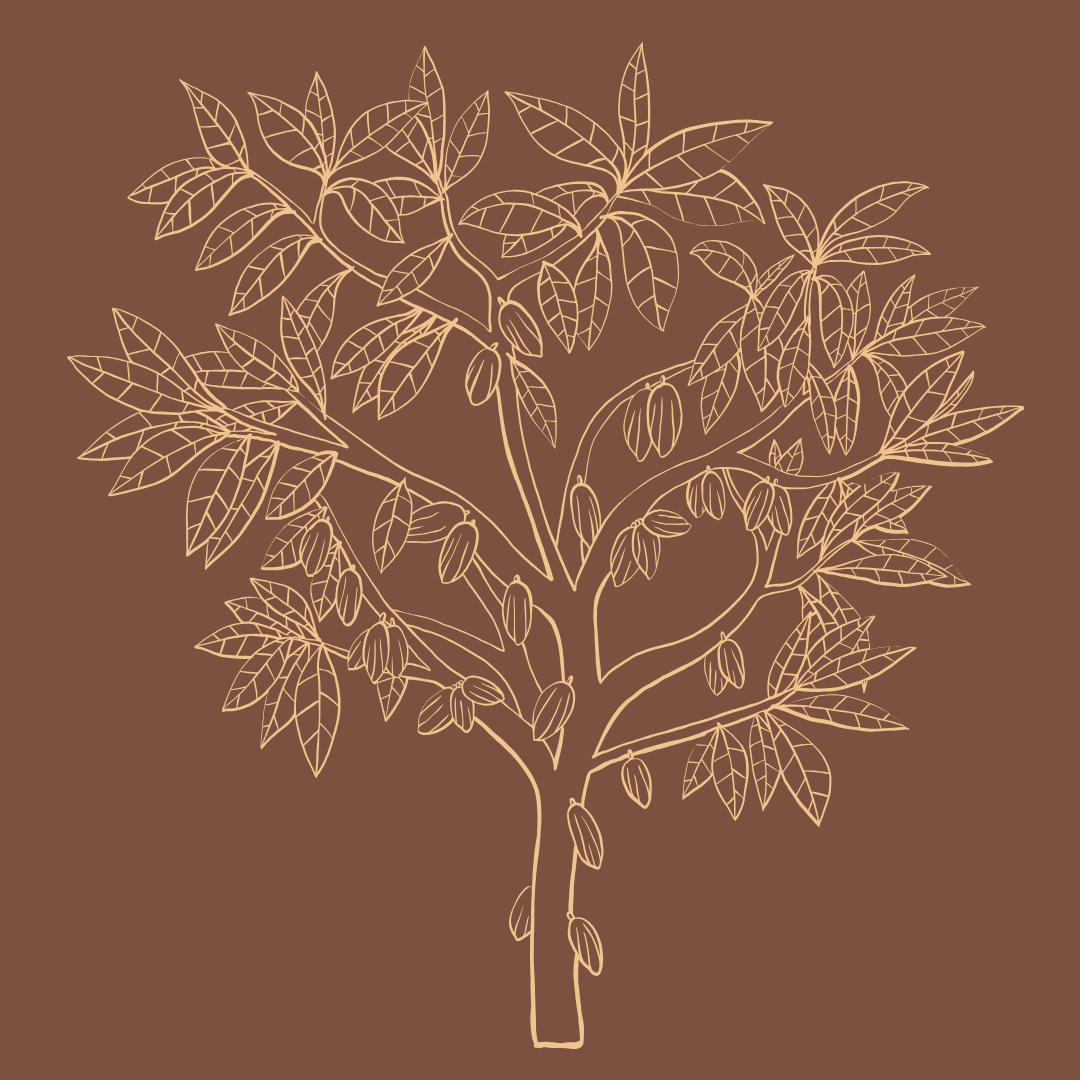 cacao-bresil-illustration-2