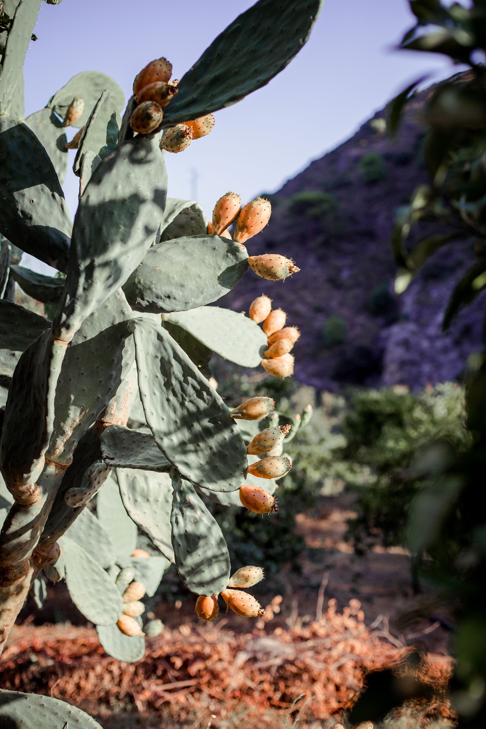 Tierra Cosmica_September 2023-24