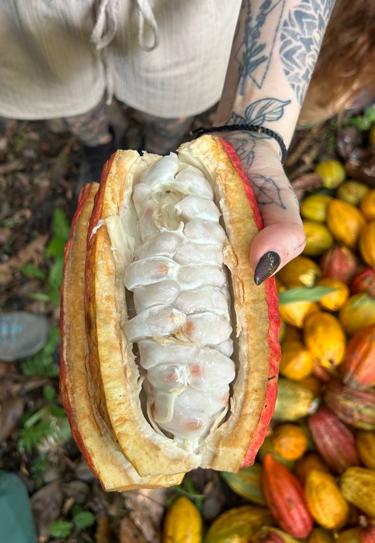 fruit-cacao