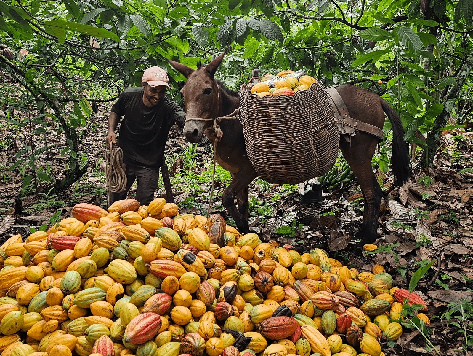 recolte-cacao-bresil-compressed