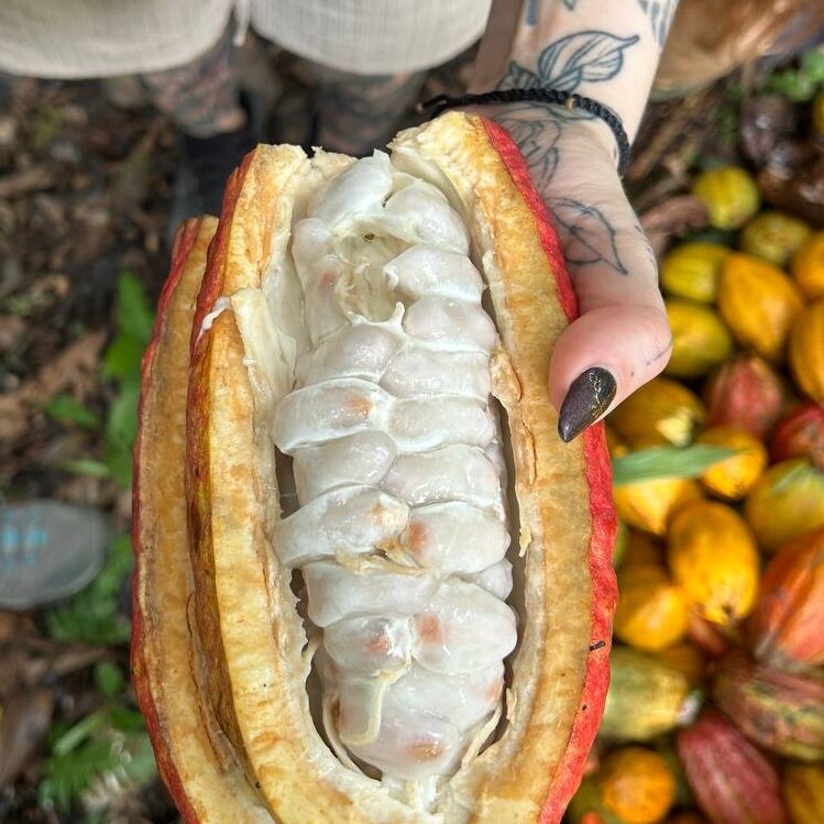 fruit-cacao