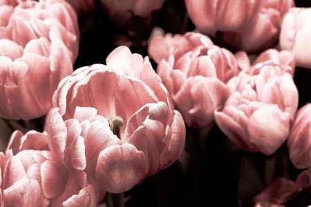 rose-healing